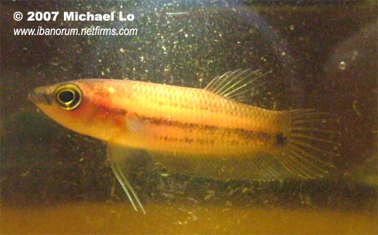 Young specimen collected from a peat swamp near Anjugan, West Kalimantan province, Indonesian Borneo.