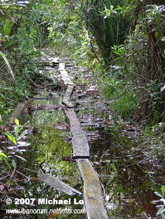 Habitat near Anjugan. The wooden trail has been laid by illegal loggers.