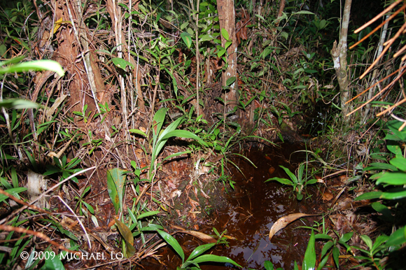 B. midas was collected alongside B. mandor and B. rutilans at this locality.