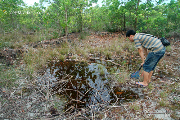 Habitat in a disturbed peat swamp in Kerangas forest, West Kalimantan.