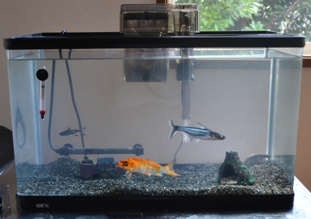 There may be trouble ahead…this 45 cm aquarium is home to Pangasianodon hypophthalmus, Polypterus senegalus, and koi carp.