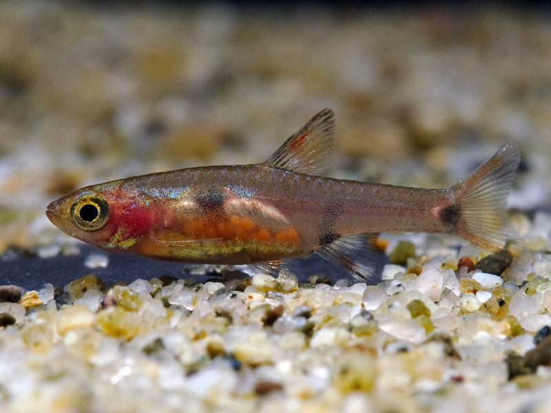 Female from Mersing with eggs visible within the body.