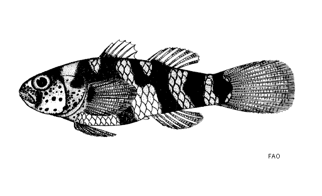 Drawing taken from the original description by Herre (1940).