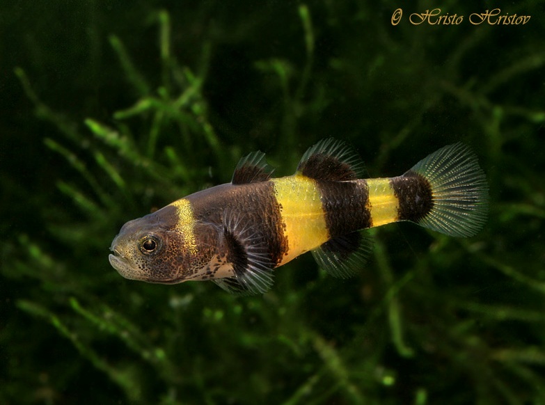 Brachygobius doriae? Species of this type are often traded as the nominal congener B. xanthozonus which is a more elongate fish (see 'Notes').