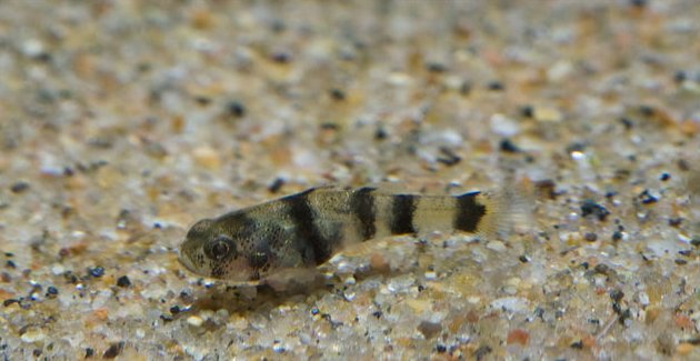 Another wild-collected specimen. B. nunus is one of a handful of congeners in which two black body bars reach the ventral midline posterior to the anal-fin.
