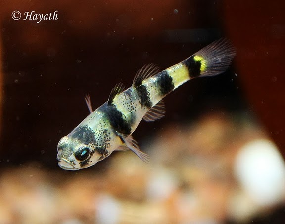 B. nunus is quite rare in the aquarium trade although its name is frequently misapplied to other species. This is a wild-collected fish from southern India.