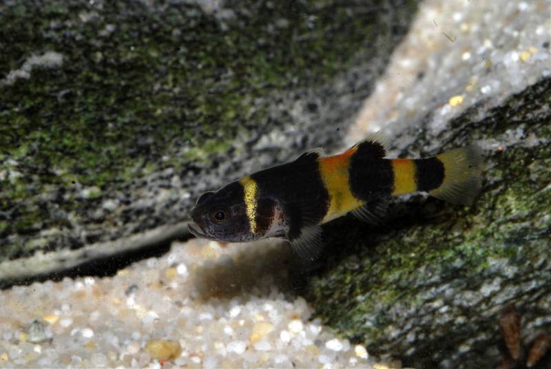This male is an F1 offspring spawned from a group of wild adults collected in Sabah state, Malaysia (northern Borneo). All specimens lack dark saddle-like markings between the body bars but otherwise match the description of B. sabanus.
