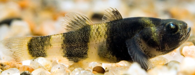 This specimen possesses the correct fin patterning for B. sabanus (see 'Notes') but lacks dark saddle-like markings in the spaces between the body bands.