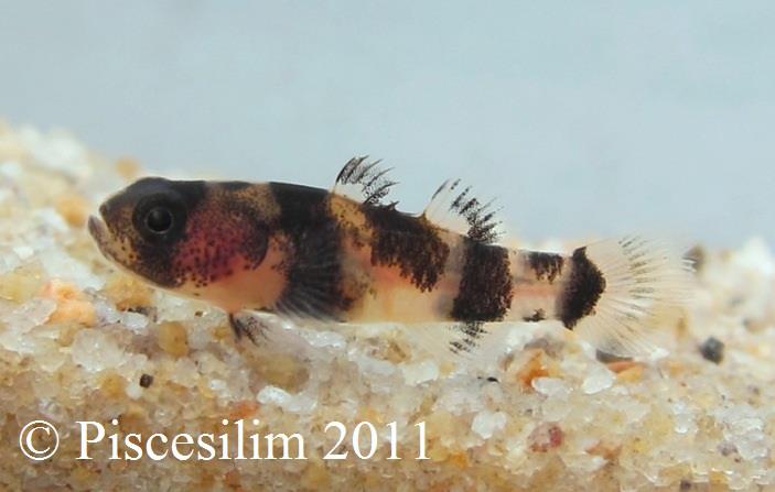 Wild specimen collected close to the type locality in Johor state, southern Peninsular Malaysia. Note that the anterior base of the dorsal-fin is unpigmented (see 'Notes').