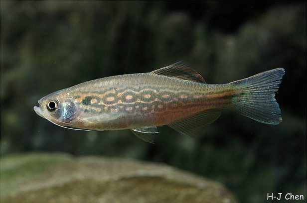 Specimen from the aquarium trade.