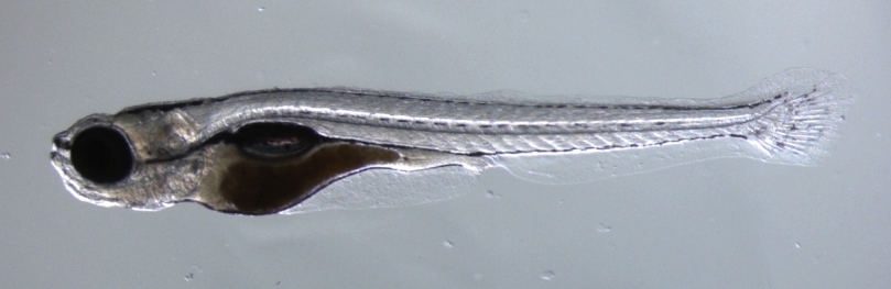 21 day old fry.