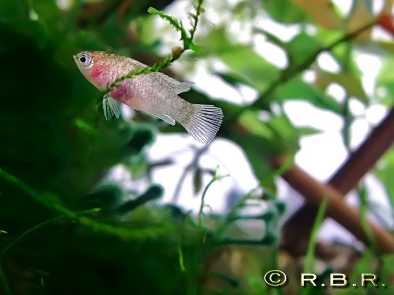 Another female specimen.