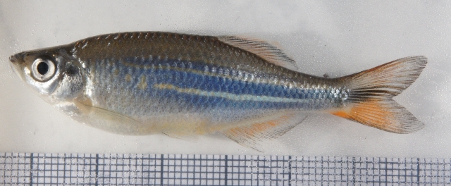 Specimen from the aquarium trade...