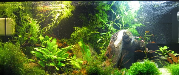 A planted aquarium set up with a Hamburger Matten Filter