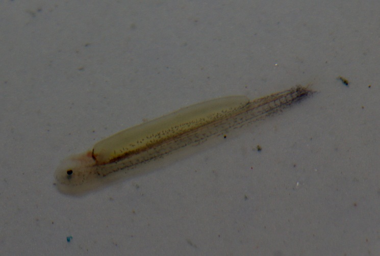 Fry at 3 days of age with yolk sac still clearly visible.