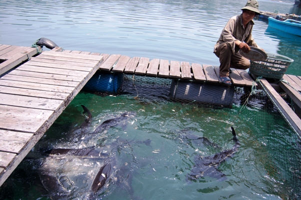 Most Pangasiid catfish entering the aquarium trade are byproducts of aquaculture programs, such as this one in Vietnam