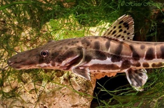 This young tiger shovelnose is already displaying signs of stunting in the rounded shape of the snout