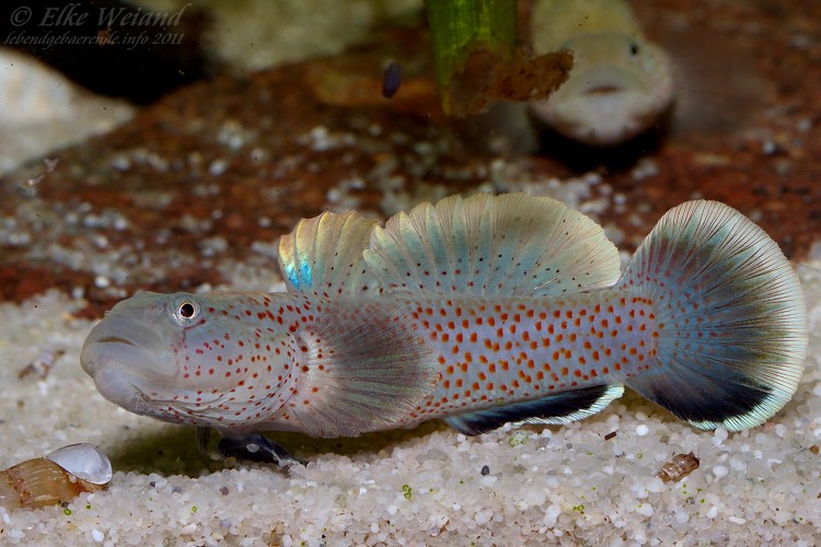Adult male specimen of the form from northern and central Taiwan; note the relatively broad head shape and enlarged fins.