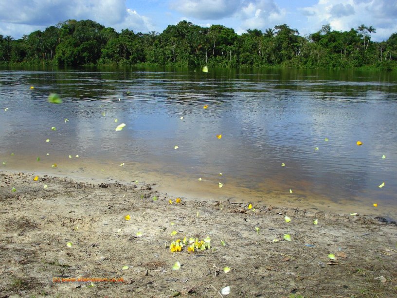 This species occurs in the Río Nanay system, Peru. Image taken in the Allpahuayo-Mishana National Reserve, just south of Iquitos.