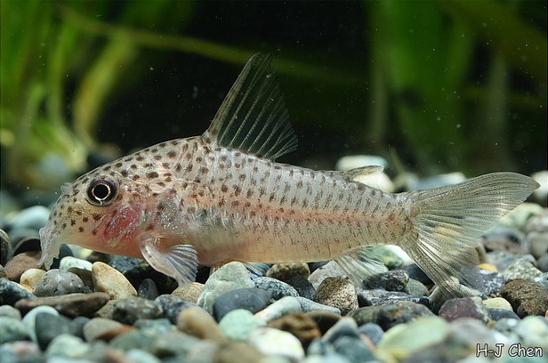 Specimen from the aquarium trade.