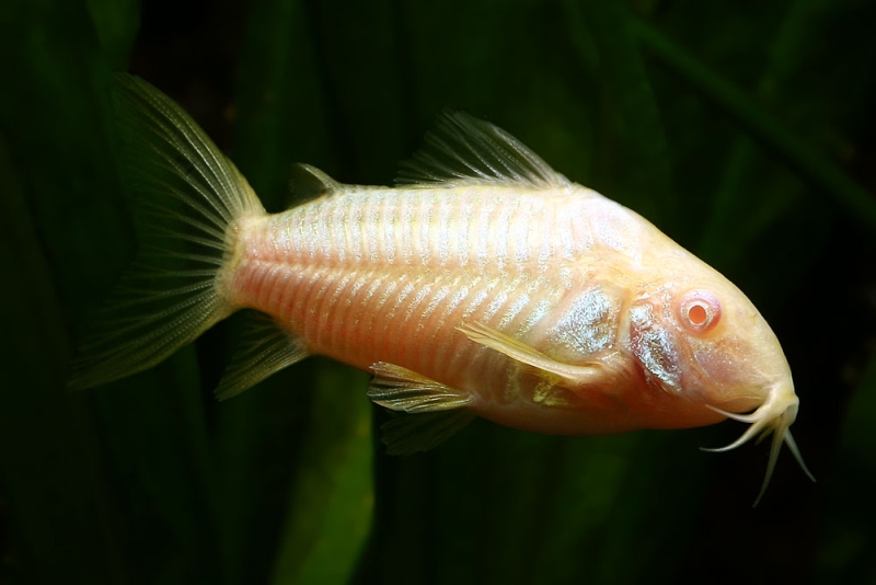 Albino form of C. aeneus, aquarium strain.