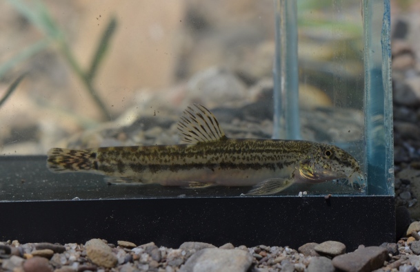 The loach Cobitis paludica is another Spanish endemic inhabiting the Río de la Vega