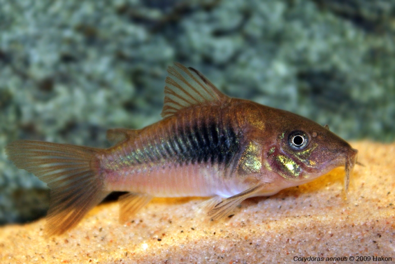 Young individual of the commercial form.
