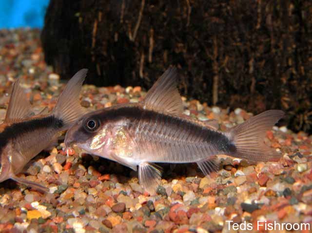 Specimen from the U.S. aquarium trade.