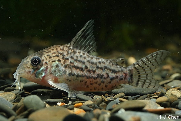 Specimen from the aquarium trade.