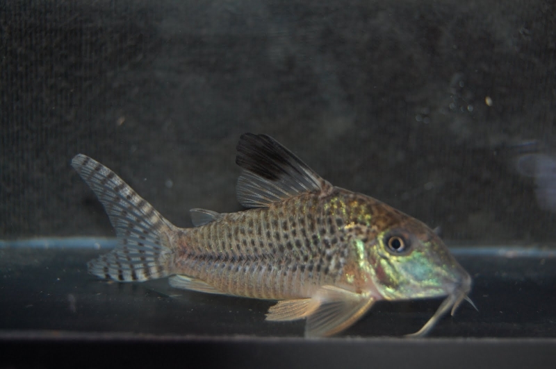 Specimen from the UK aquarium trade.