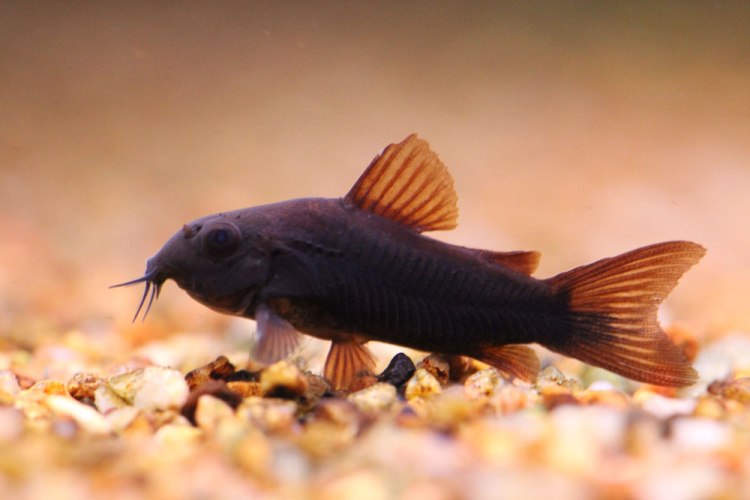 The 'black' form of C. aeneus was fixed via selective breeding of fish exhibiting a natural pigment mutation.