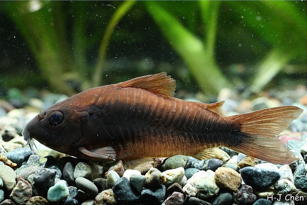This melanistic fish is sometimes referred to by the invalid names 'C. schultzei black' or 'C. venezuelanus black', but it is in fact a line-bred aquarium fish (see 'Notes').