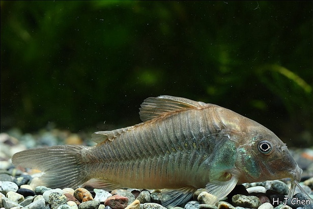 Old adult specimen of the form sometimes referred to by the invalid name 'C. schultzei'.