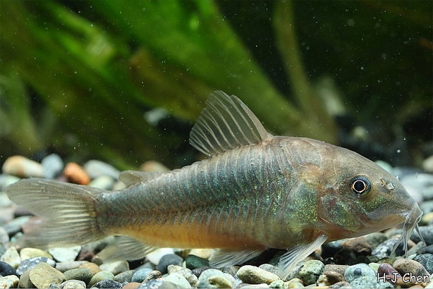 This fish is usually labelled 'C. venezuelanus', but that name is an invalid synonym of C. aeneus. It may be the form known from northern Venezuela (see 'Notes').