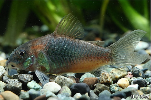 Another of the forms often referred to using the invalid name C. venezuelanus. This may be the llanos-dwelling fish originally named C. venezuelanus black'.