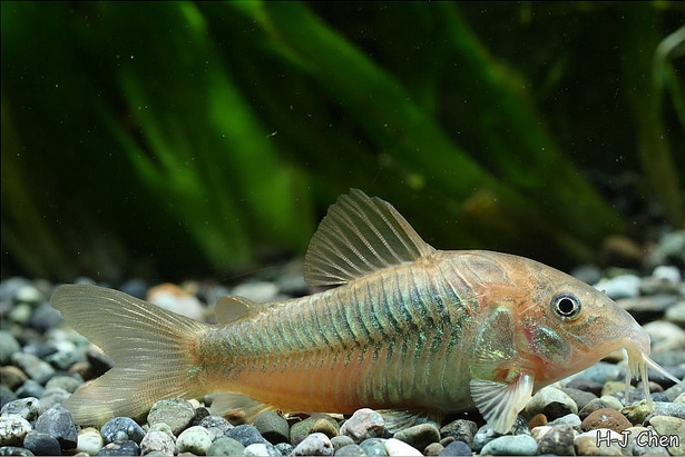 Wild fish of uncertain origin.