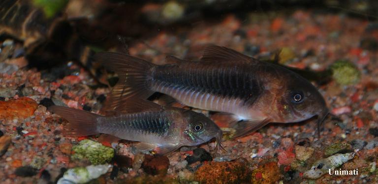 Adult pair of the commercial strain, female at top.