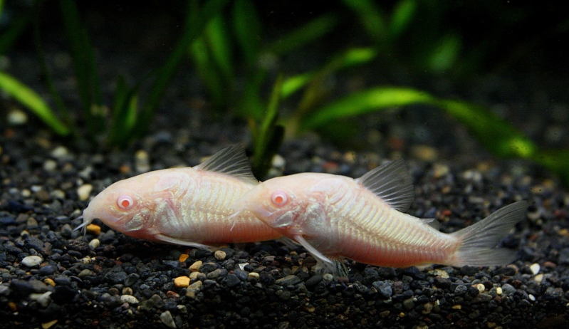 The albino strain is a popular aquarium fish.