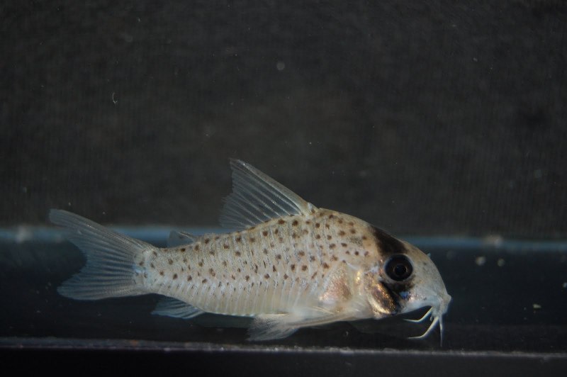 Wild specimen from the Río Tigre, Peru.