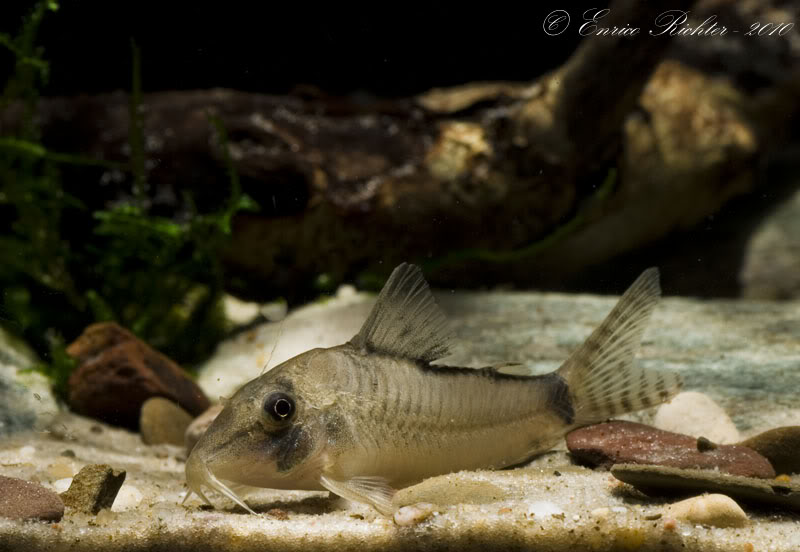 Specimen from the German aquarium trade.