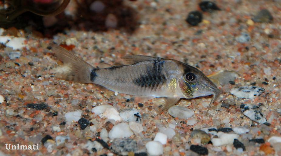 Some forms of C. simulatus possess an additional dark marking on the body, as seen here.