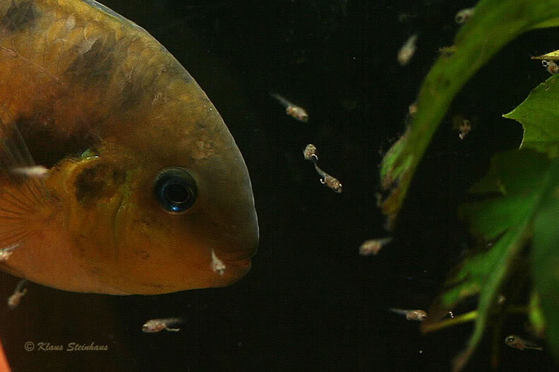 Male with fry.