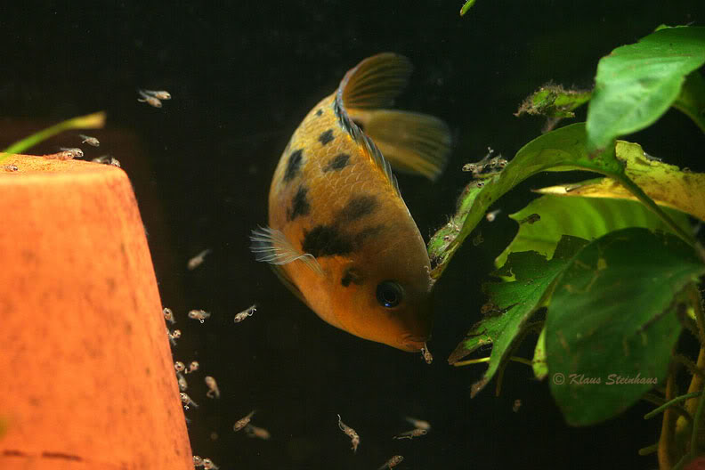 Female with fry.