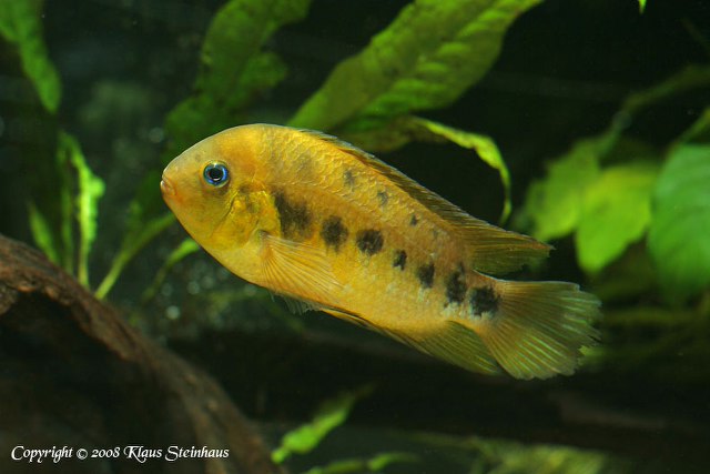 Adult male; note the enlarged head shape and lack of dark marking in the dorsal-fin.