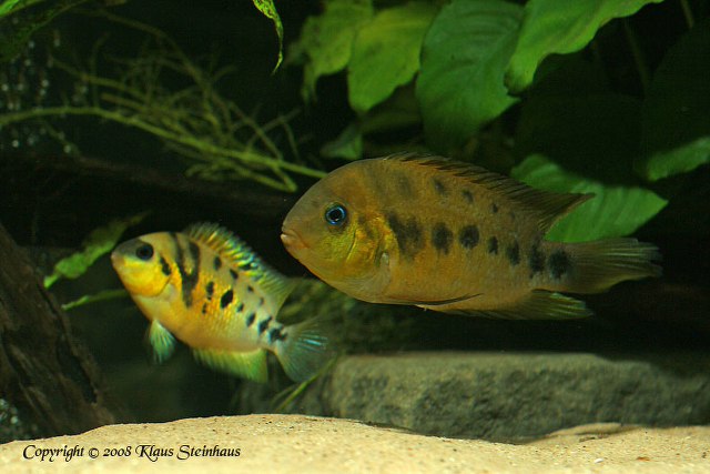 Pair engaged in courtship behaviour, male at front.