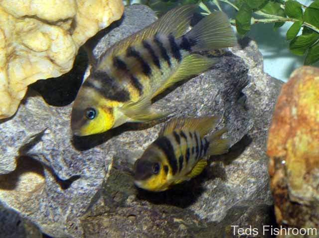 Non-breeding adult pair, male at top.