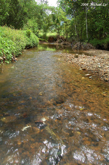 Habitat in the Batang Sadong basin.