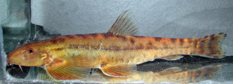 Wild specimen from North Sumatra province.