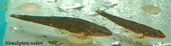 Adult pair from the Batong Sadong, female on left.