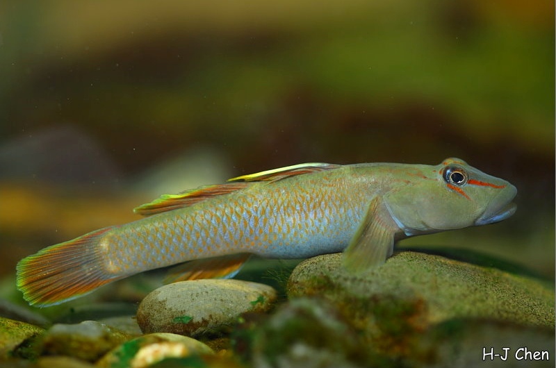 Adult male from the aquarium trade.